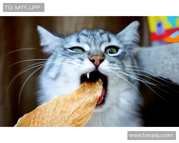 排球新手必看：从基础力量训练到实战技巧的全面指南